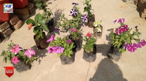 My winter plants purchase from nursery||wow gardening