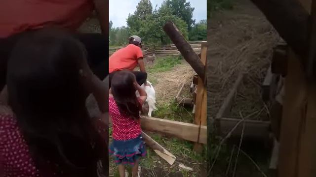 козы и овцы в одном загоне! смотреть онлайн