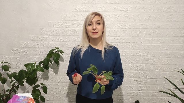 Фиалка. Пасынки у фиалки. Причины появления. Что делать с пасынками на фиалках?