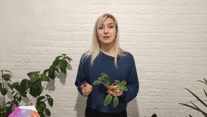 Фиалка. Пасынки у фиалки. Причины появления. Что делать с пасынками на фиалках?