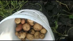 Картофель от посадки до урожая.Картофель сорта киви,синеглазка, невский, ред скарлет.
