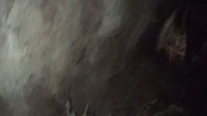 Покинутая штольня Калининград