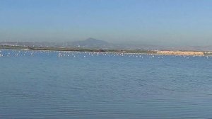 flamingo sa  salt lake larnaca cyprus