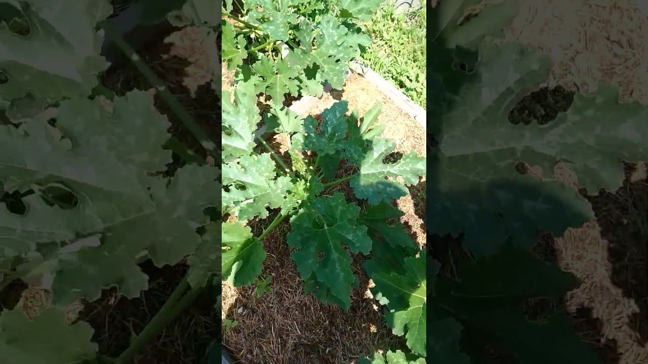 кабачки плодоносят в полную силу #огород #дача #мульчирование #природноеземледелие