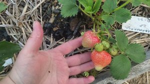 15.06.24 Мармолада земляника, Подмосковье/Можайск, #земляника #мармолада