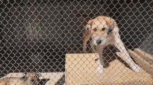 Экскурсия по приюту для бездомных животных "Я живой", апрель 2021 года