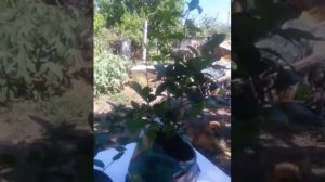 Конец эксперимента с био-гумусом для голубики