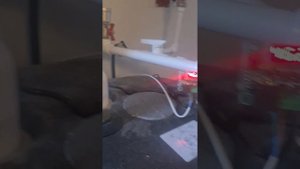 Котёл Viessmann Vitopend и его "замечательная функция Легионелла" (Legionella). Рабочая обманка