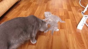 котята учатся ходить))