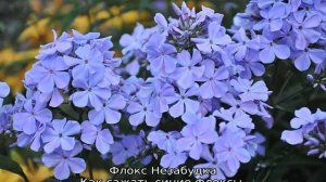 Синие флоксы