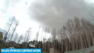 Лучший огуречник - это подушка из навоза
