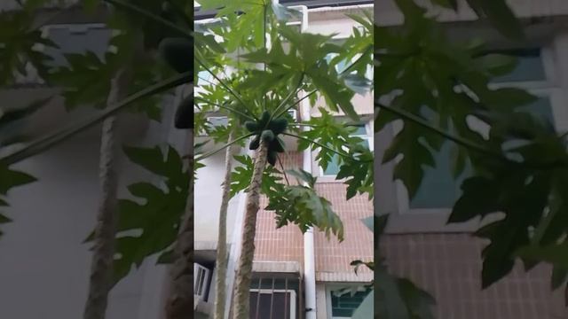 harvest Ng papaya sarap nito sa tinolang manok #youtube #viral #vidio