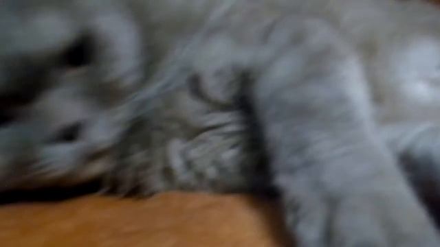 Просыпается котик СМЕШНЫЕ КОТЫ И КОШКИ 2017 ПРИКОЛЫ С КОТАМИ И КОШКАМИ - смотреть онлайн