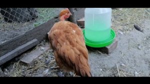 Голошейные куры,черные и рыжие.