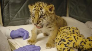 Контрабанда животных Домашний кот