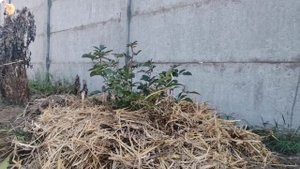 Укрытие роз на зиму обычной соломой. Удачный эксперимент