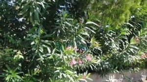 Гудаута. Дорога на пляж от гостевого дома "Апра".2 июля 2023.