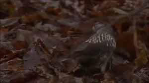 Кедровка и интересные факты о ней