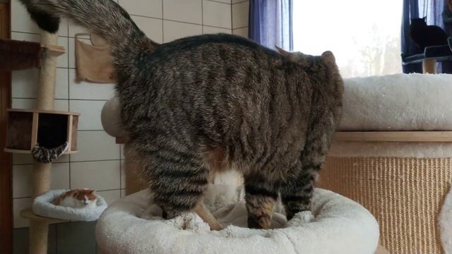 Очень ласковая киса смотреть онлайн