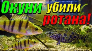 Окуни атаковали ротана! [Результат содержания окуней и ротана в одном аквариуме.]