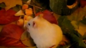 Смешной хомяк сломался ПРИКОЛЫ ПРО ХОМЯКОВ  funny hamster videos СИРИЙСКИЕ ДОМАШНИЕ ХОМЯКИ @user-bx
