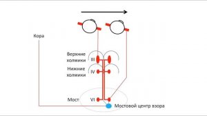 Самые быстрые гайды по неврологии - Глазодвигательные нервы