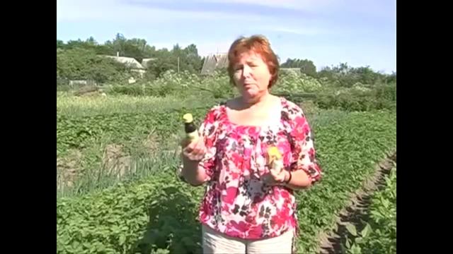 Фантастический урожай картофеля! Применяли препарат Байкал ЭМ 1