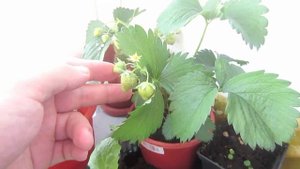 Клубника на балконе #3.Первый урожай