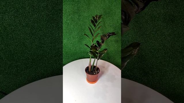 Замиокулькас черный (zamioculcas black)