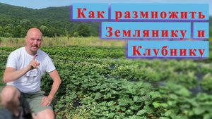 Размножаем землянику усами. Быстрый и надёжный способ.