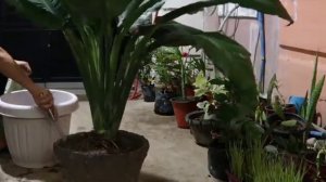 Giant Sensation Spathiphyllum |Repotting