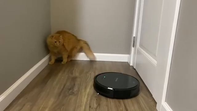 Делаем уборку с котами и роботом-пылесосом REDMOND RV-R650S смотреть онлайн