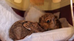 Милые, но не игрушки. Кошка принесла зайчат, владельцы - молодцы!