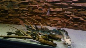 Аквариум 1000 литров