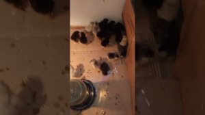 цыплята черные и амераукана