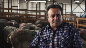 Какую породу овец выбрали в Феодоро и почему