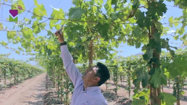 Formación de uva de mesa смотреть онлайн