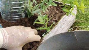 Необычный способ черенкования ивы Хакуро Нишики придуманный мною,