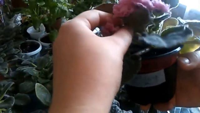 фиалки смотреть онлайн