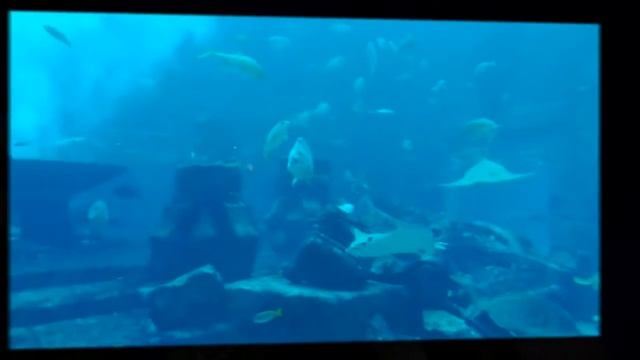 Эмираты ?? 2019 (Дубай, Океанариум The Lost Chambers Aquarium отеля «Атлантис»). смотреть онлайн