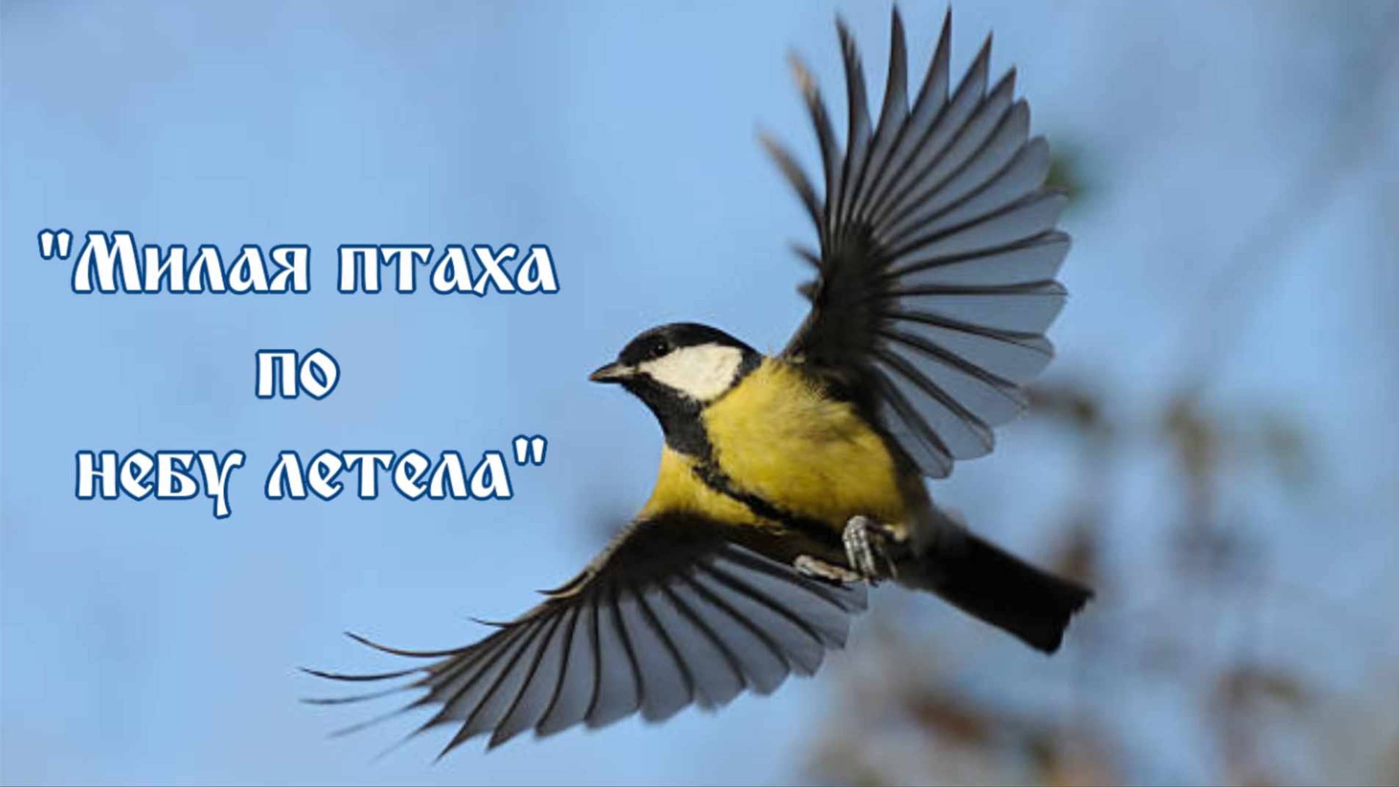 ♪ Милая птаха по небу летела (исп. и муз. Светлана Щитникова, сл. Сергей Чебунин)