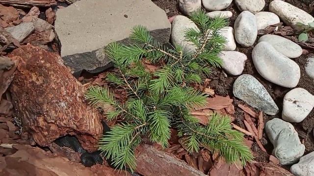 ОБЗОР РАСТЕНИЙ /входная зона/ 2 часть. смотреть онлайн