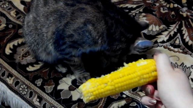 Кошка кушает кукурузу/Cat eating corn смотреть онлайн