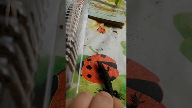 Ящерица живородящая обыкновенная смотреть онлайн