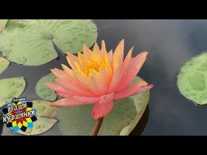 Нимфея Siam Sunset (Закат Сиама) кувшинка, waterlily, водные растения, пруд