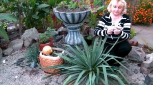 ПОДГОТОВКА К ЗИМОВКЕ ЮККИ НИТЧАТОЙ