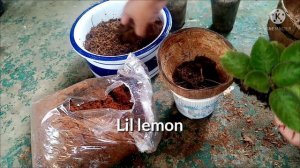 MAKING BAO POT SIMPLE IDEA #tipidsapaso# potforepisciaplant#organicpot#coconutshell