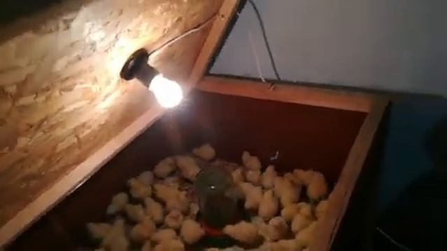 Взял суточного цыпленка смотреть онлайн