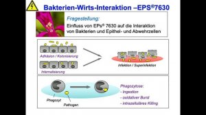 Pflanzliche Anti-Infektiva (Prof. Dr. Uwe Frank)