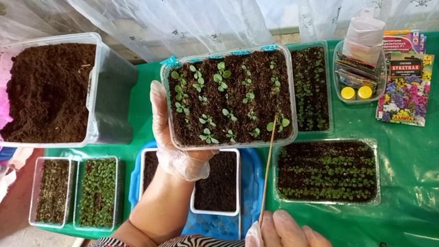 Пикирую декабрьские посевы петунии ампельной и виолы. смотреть онлайн